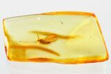 Detailed Fossil Moth Fly (Hoffeinsodes) In Baltic Amber - Rare Genus #372609-1